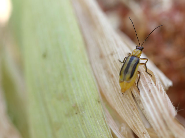 Adult western corn rootworm beetles in both corn and soybean fields may indicate a different strategy is required in 2014. (DTN photo by Pamela Smith)